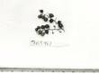 Click for 1 image(s) for this accession. FRUIT
